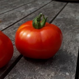 Tomate Gloire de Malines

 Plant en pot de 8X8 cm