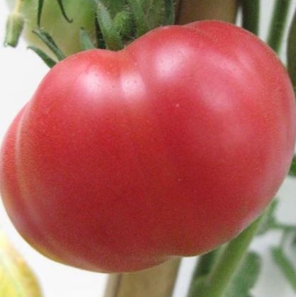 Tomate Gloire de Wilrijk

 Plant en pot de 8X8 cm