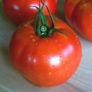 Tomate Ingegnoli Gigente Liscio

 Plant en pot de 8X8 cm