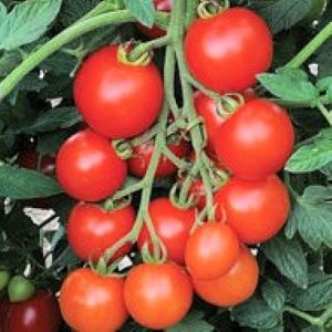 Tomate Mountain Crush F1

 Plant en pot de 9X9 cm