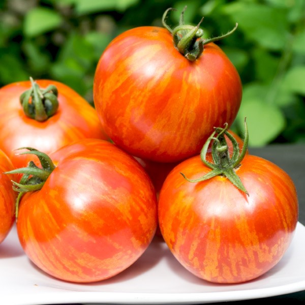 Tomate Red Zebra

 Plant en pot de 8X8 cm