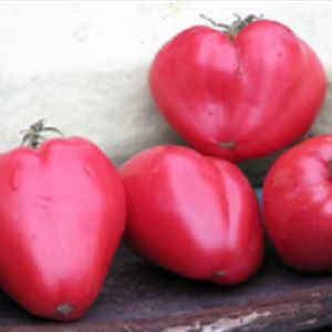 Tomate Reif's Red

 Plant en pot de 8X8 cm