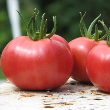 Tomate Rose de Berne

 Plant en pot de 8X8 cm