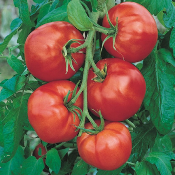 Tomate Saint-Pierre

 Plant en pot de 8X8 cm