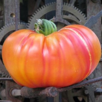 Tomate Striped German

 Plant en pot de 8X8 cm