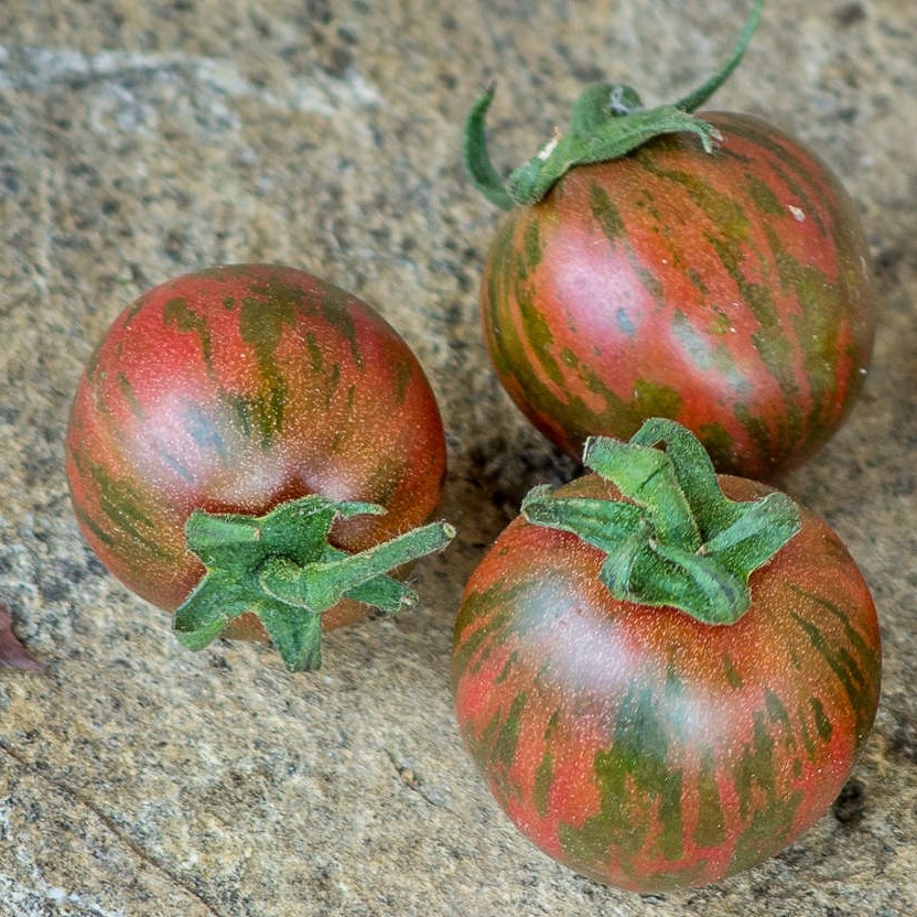 Tomate Violet Jasper

 Plant en pot de 8X8 cm