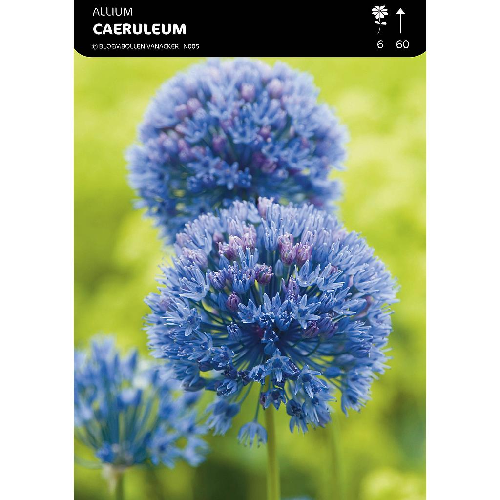 Allium Caeruleum