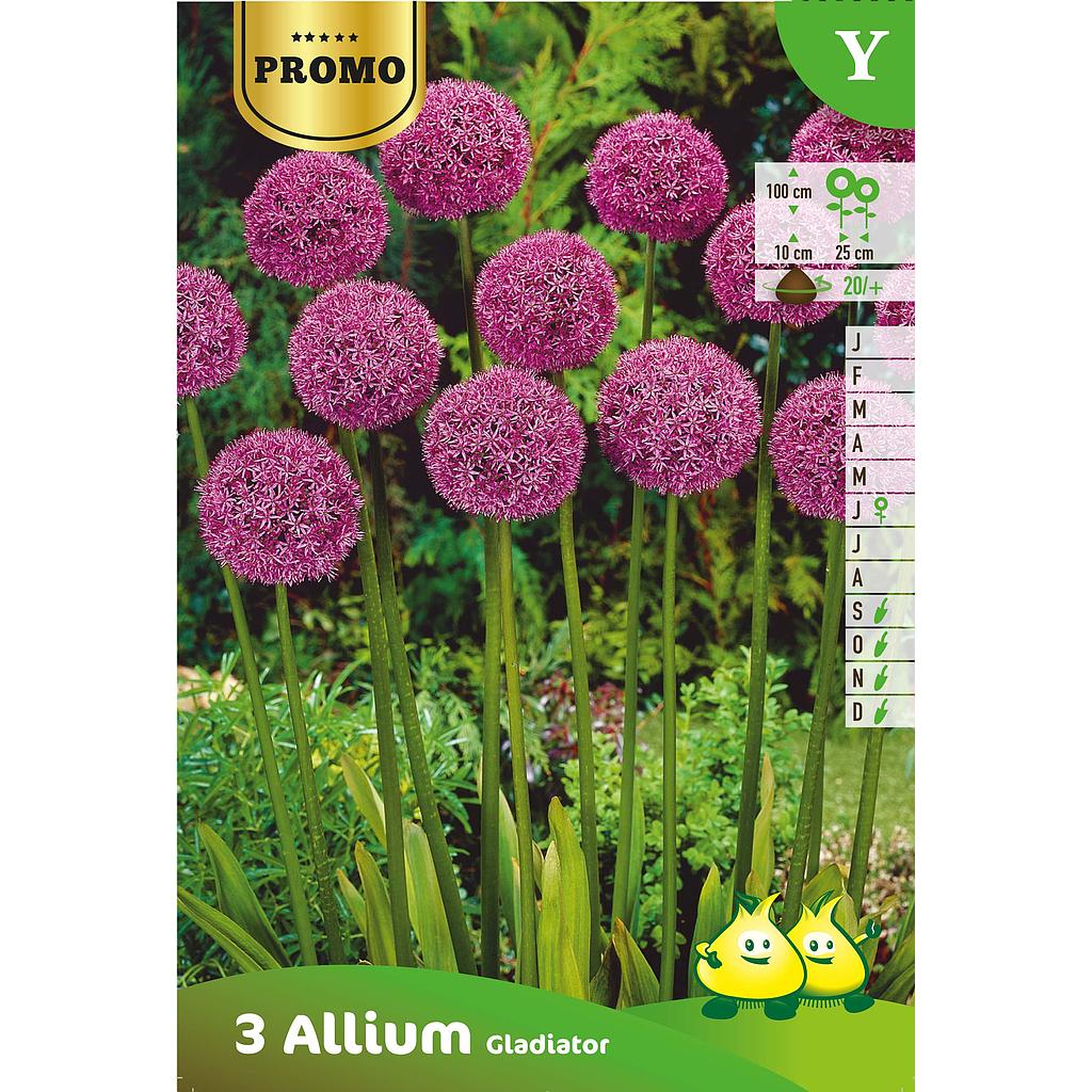 Allium Gladiator