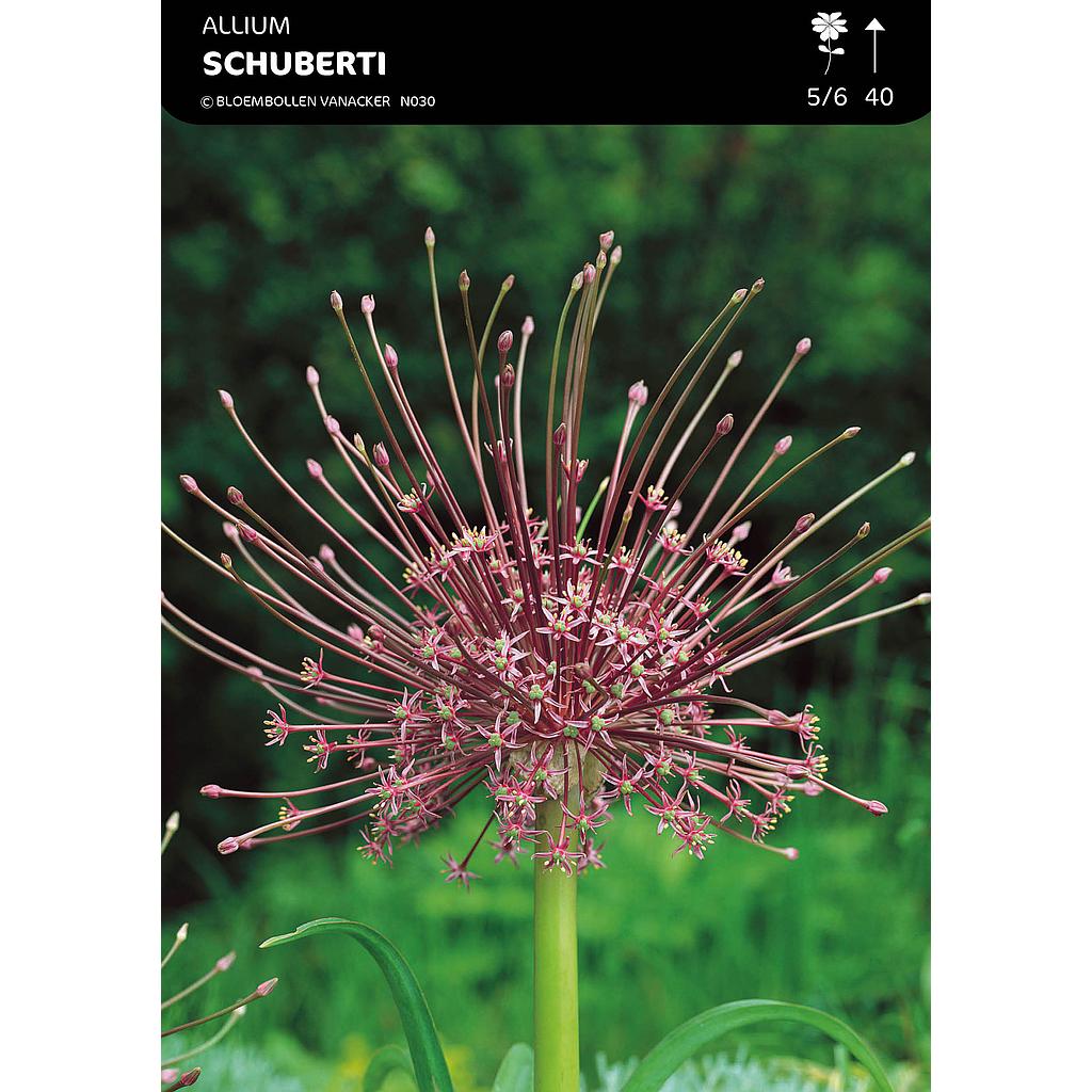 Allium Schubertii