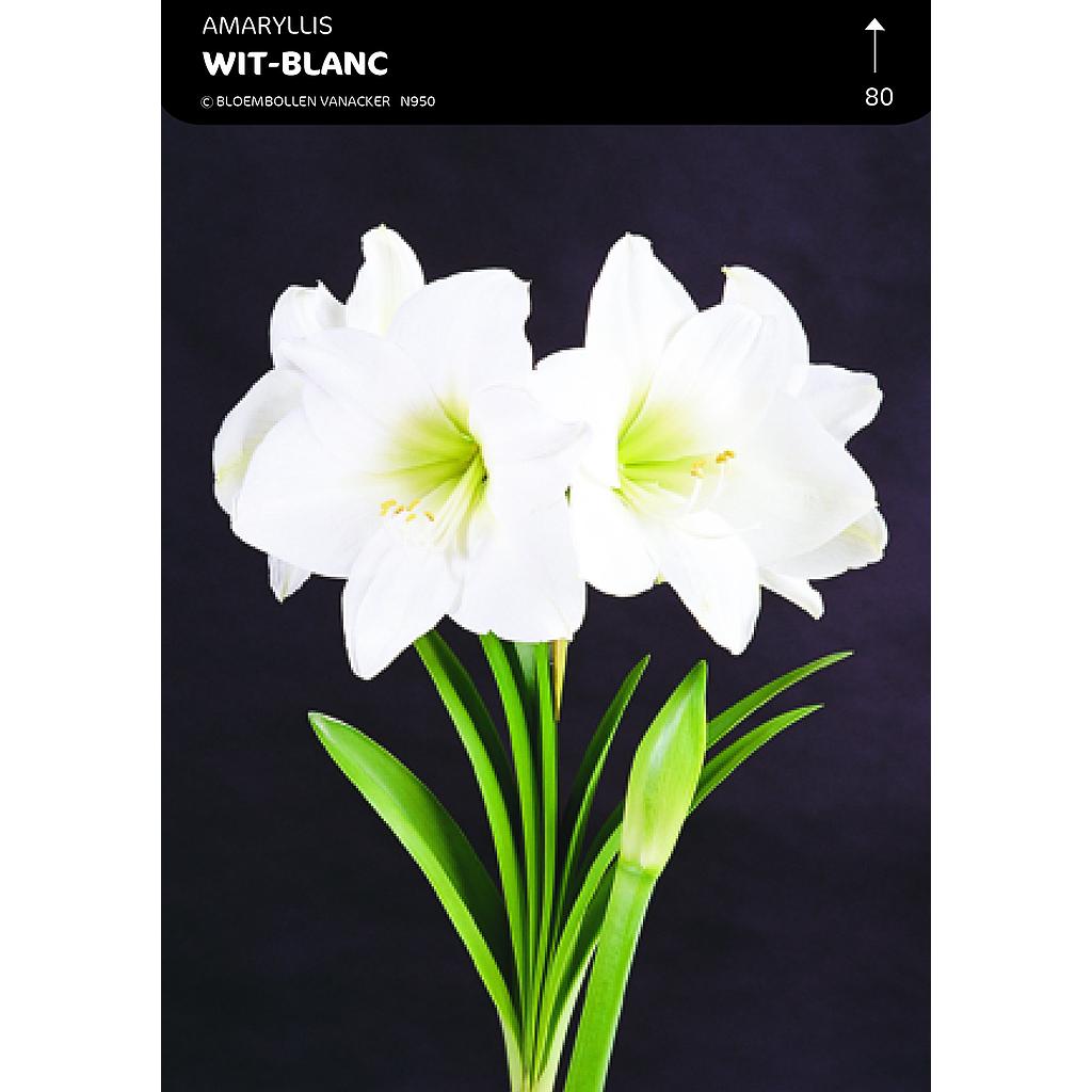 Amaryllis  Blanc