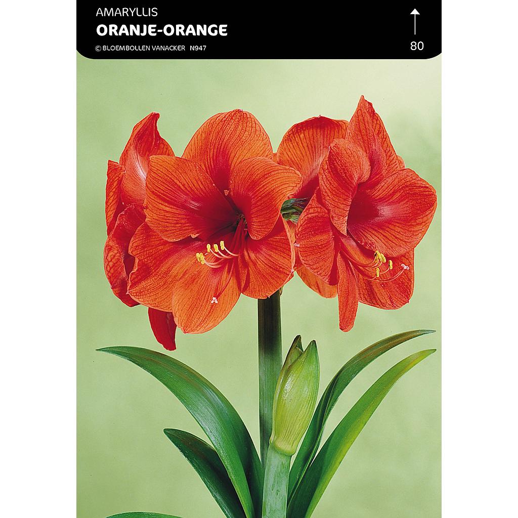 Amaryllis  Orange