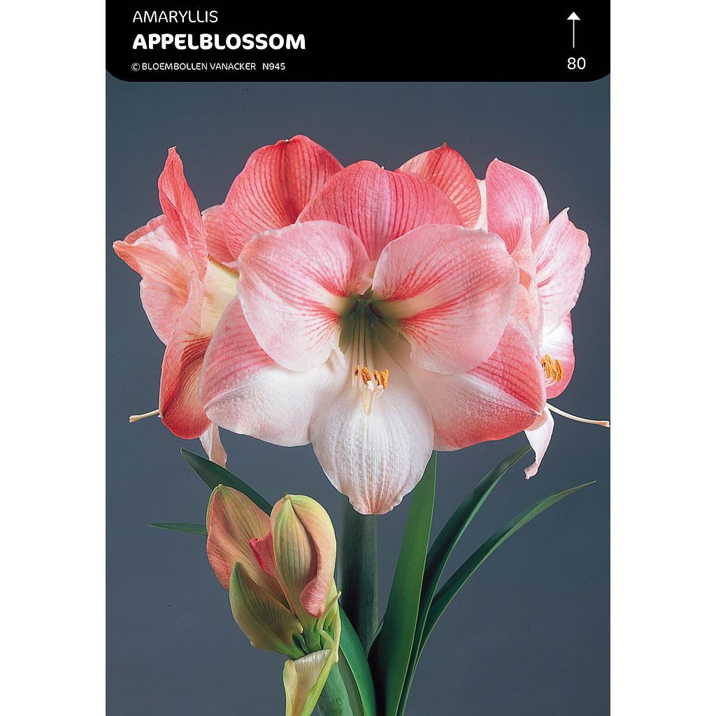 Amaryllis Apple Blossom