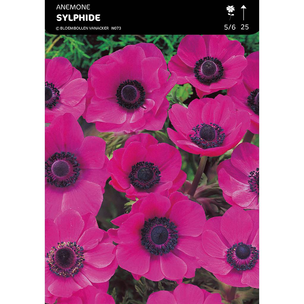 Anemone Sylphide