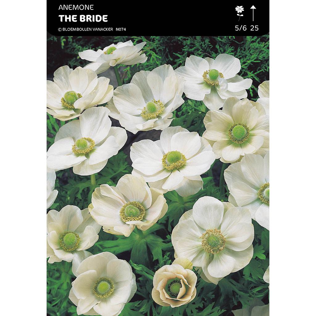 Anemone The Bride