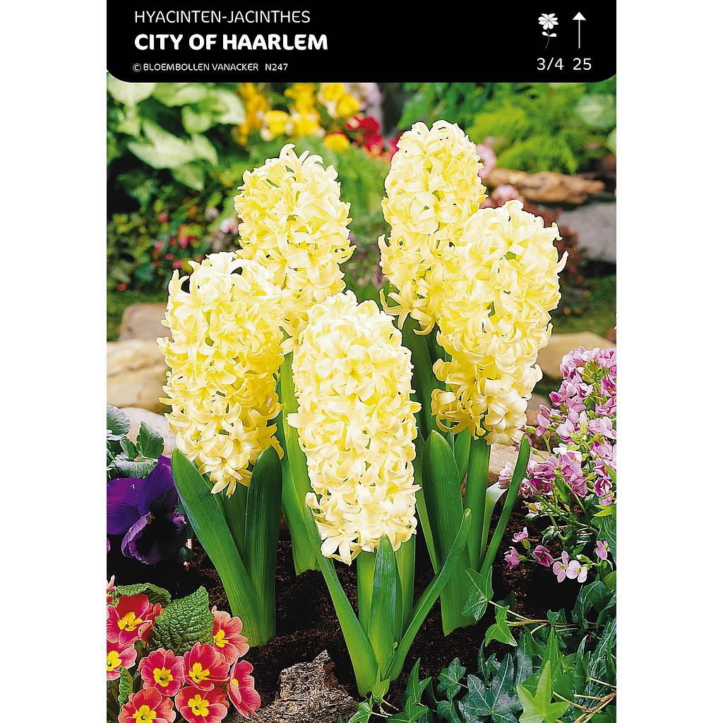 Jacinthe Pour Jardin City Of Haarlem