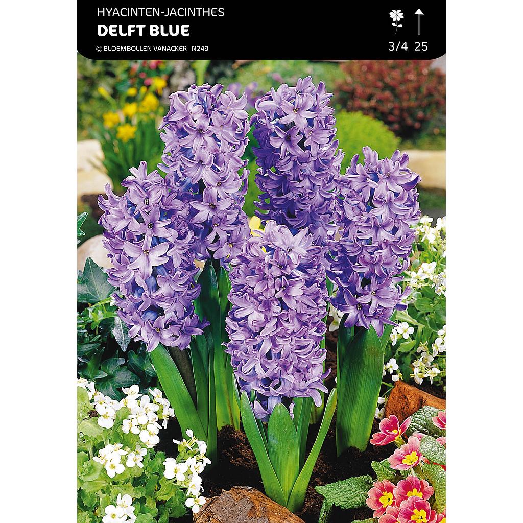 Jacinthe Pour Jardin Delft Blue