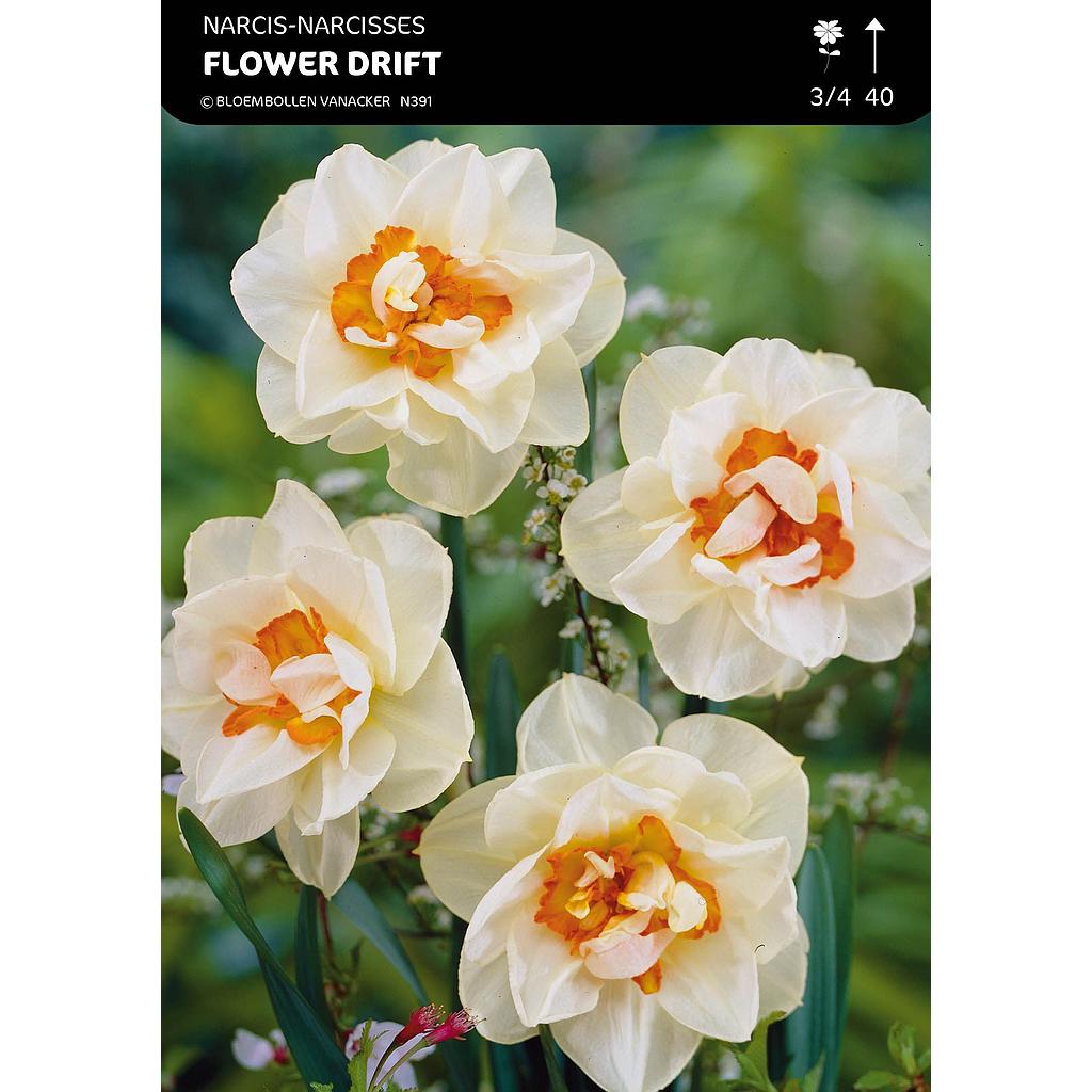 Narcisse Double Flower Drift