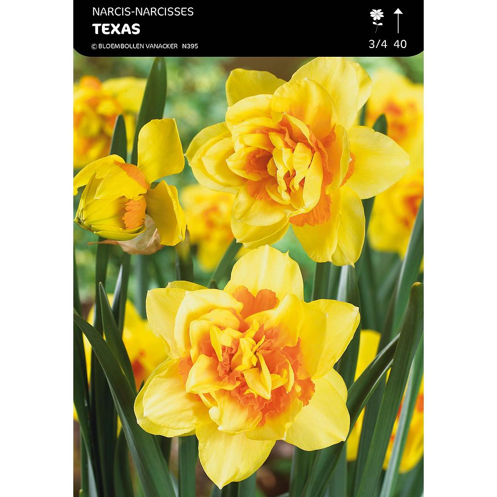 Narcisse Double Texas