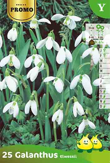 Perce-Neige Galanthus Elwesii