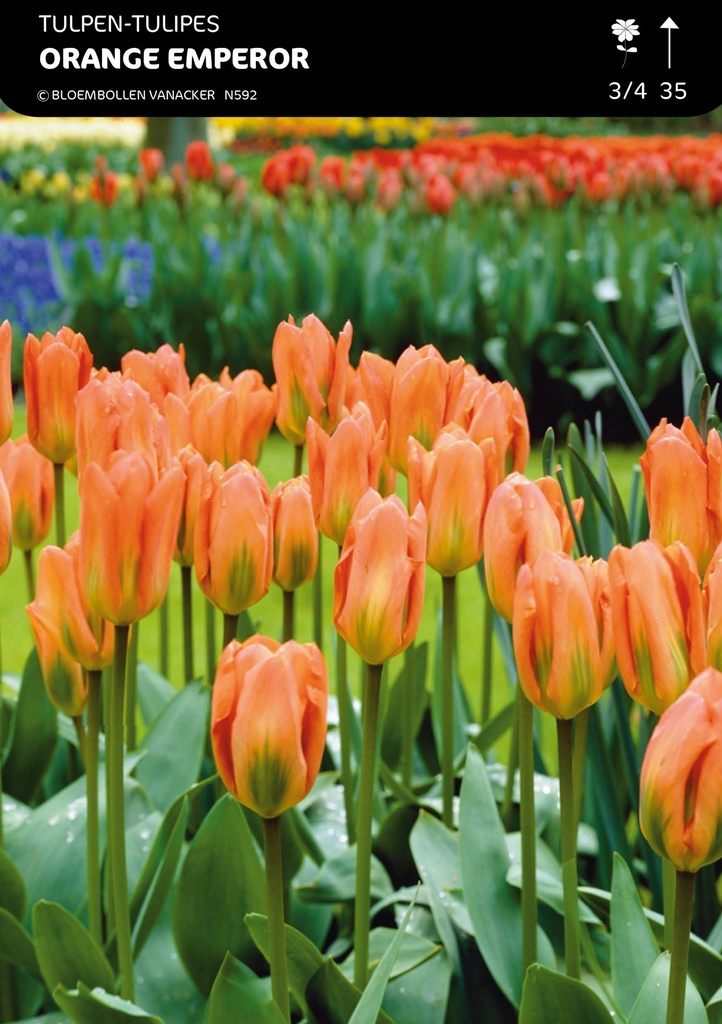 Tulipe Botanique, Fosteriana   Orange Emperor