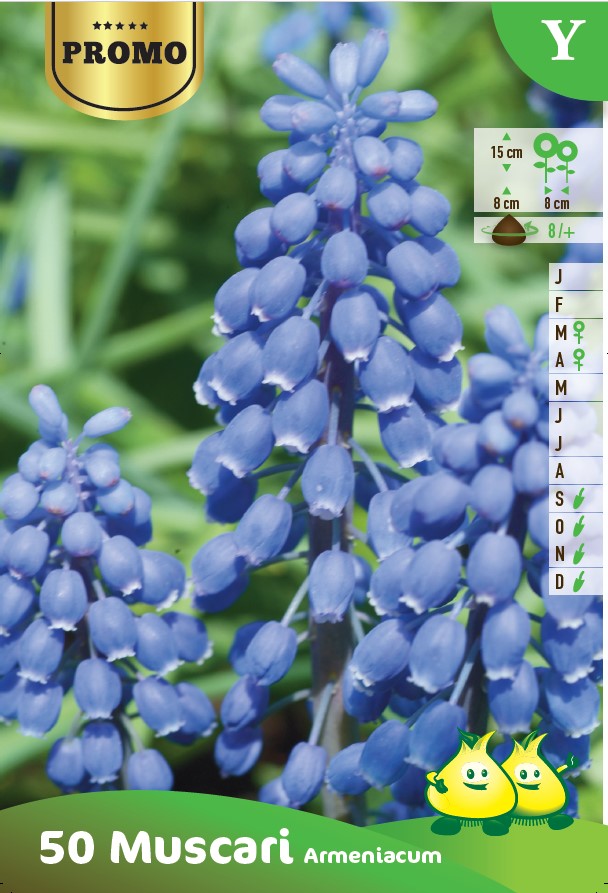 Muscari Armeniacum