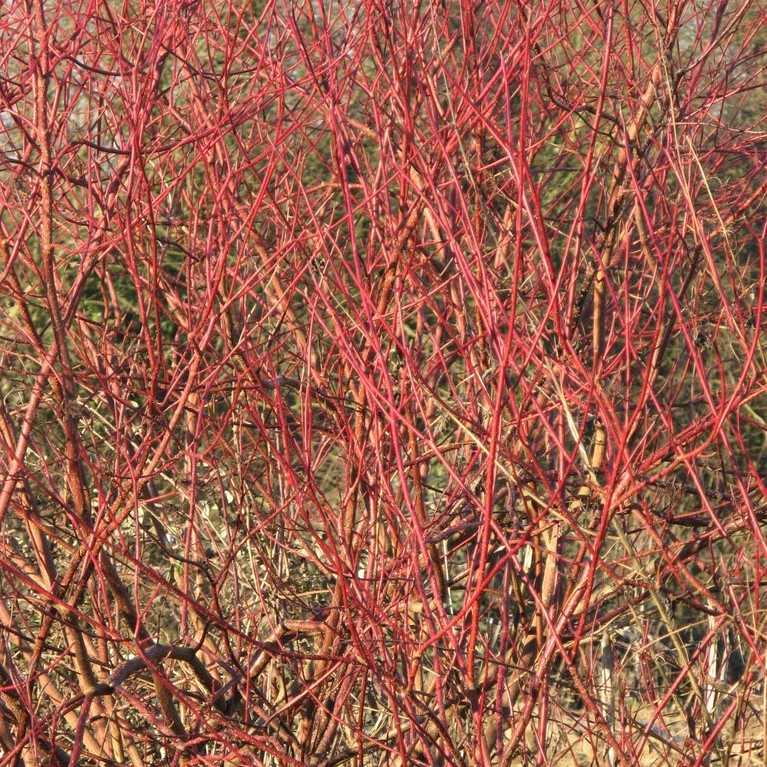 Cornus sanguinea. 60-90 1+1 RN