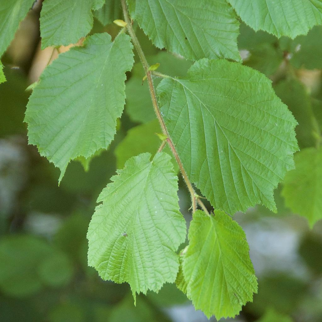 Corylus avellana. 60-90 2+0 RN