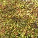 Crataegus monogyna. 60-90 1+1 RN