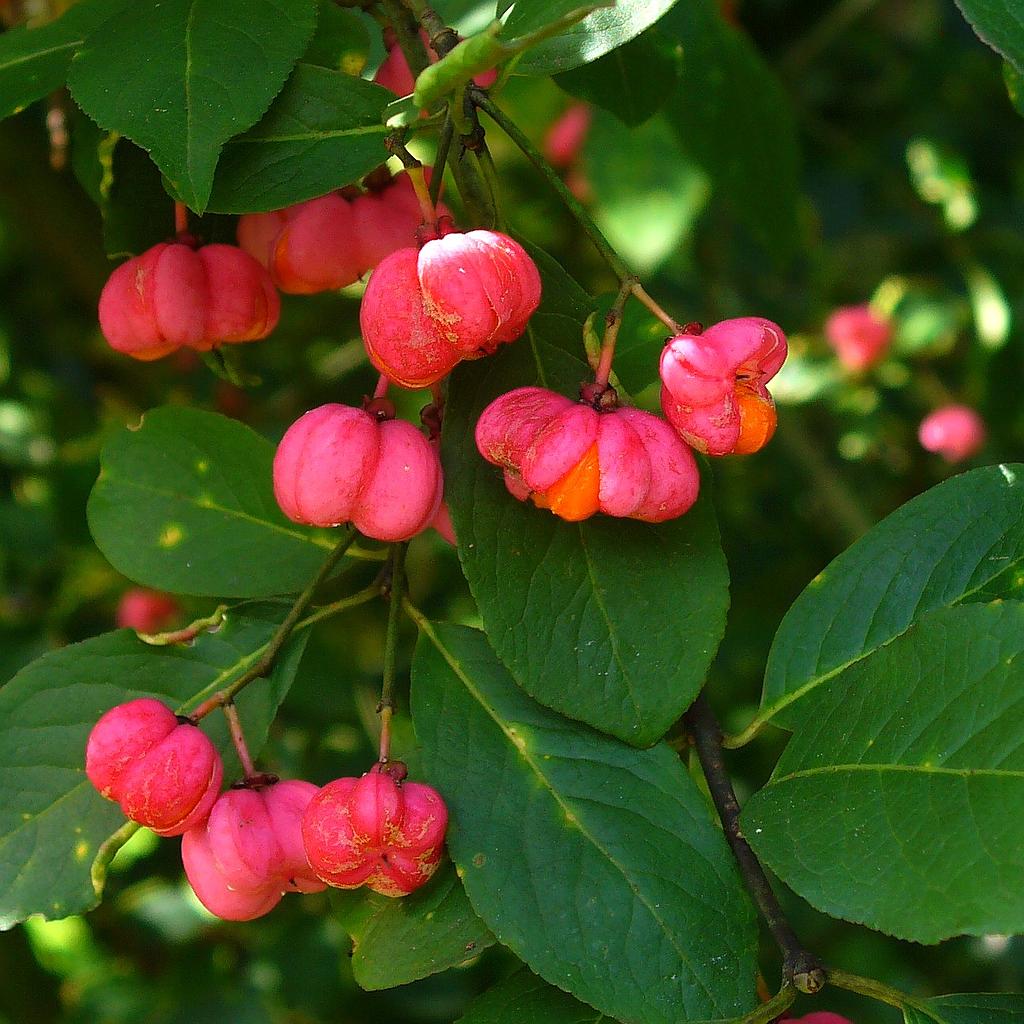 Euonymus europaeus. 60-90 1+1 RN