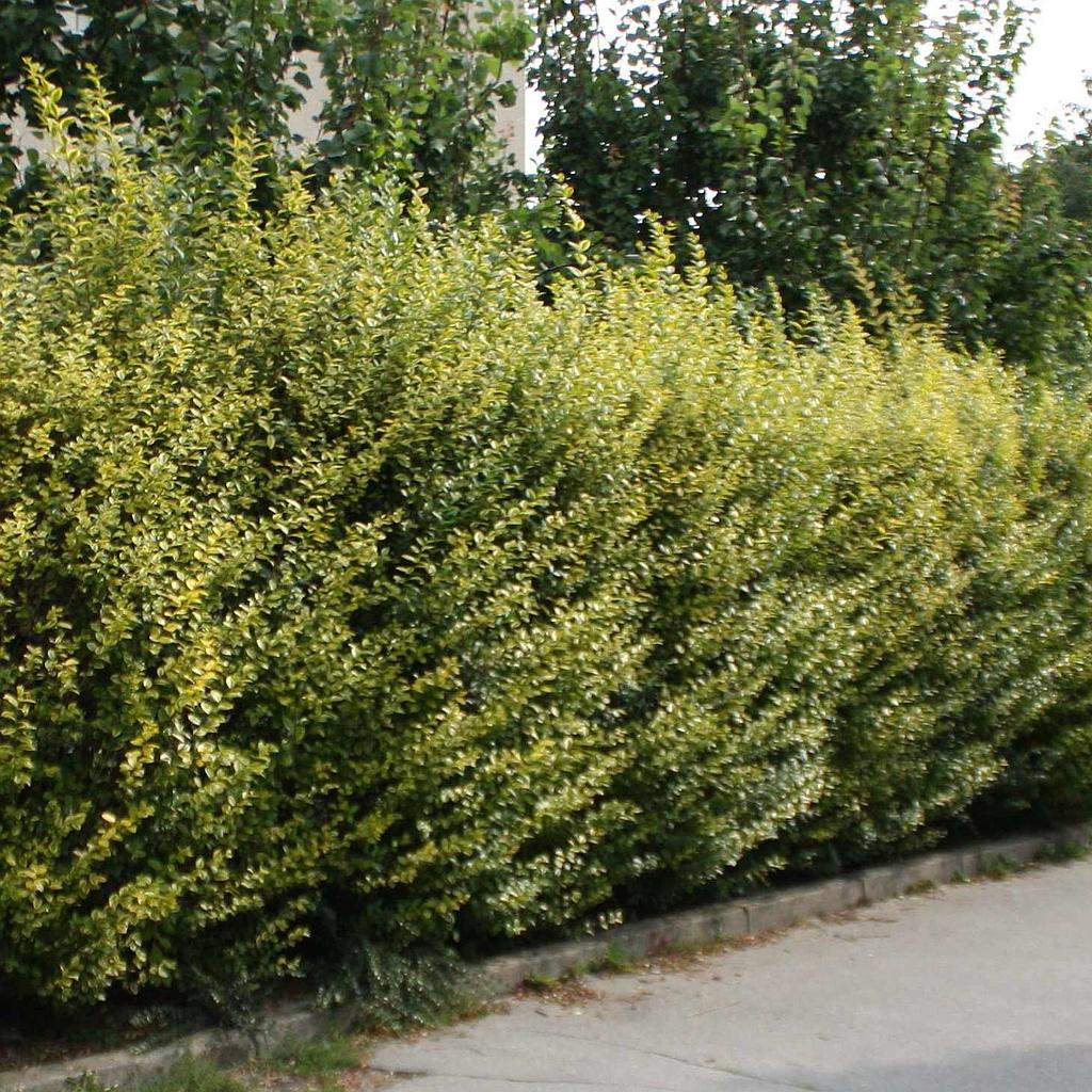 Ligustrum oval. 'Aureum'. 60/90 0+1+2 RN