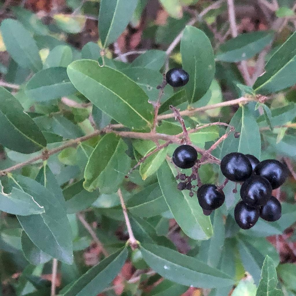 Ligustrum vulgare. 60-90 0+2 RN