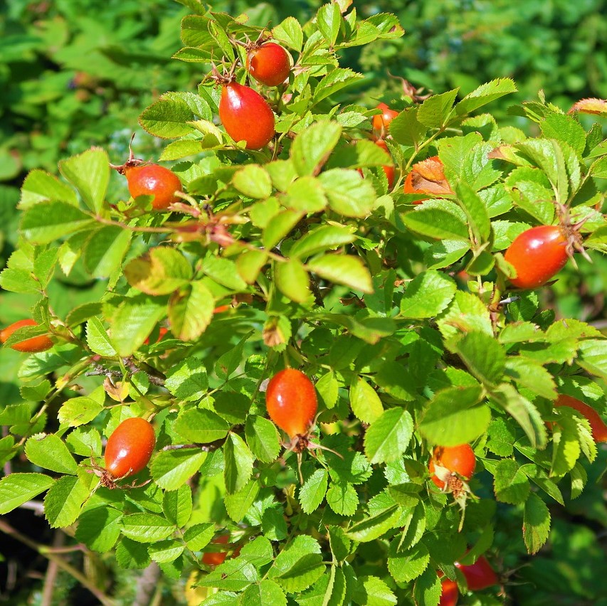 Rosa canina 60-90 1+1 RN