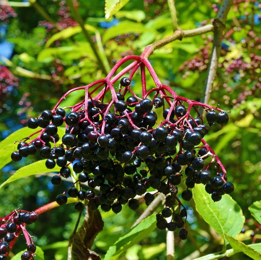 Sambucus nigra. 60-90 1+1 RN