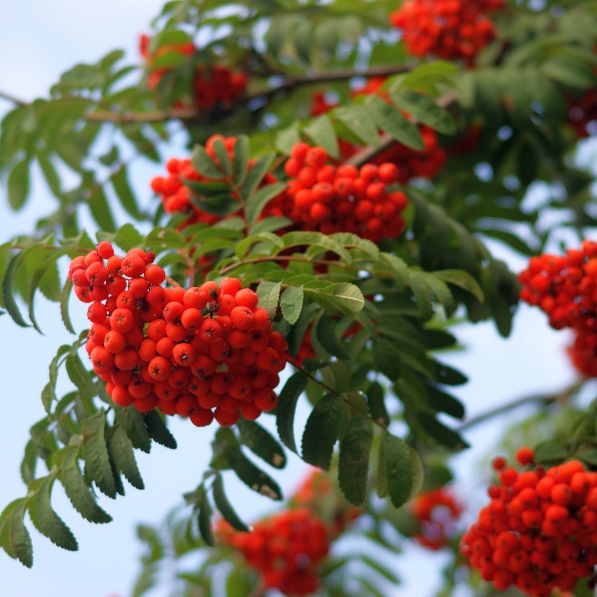 Sorbus aucuparia. 50-80 1+1 RN