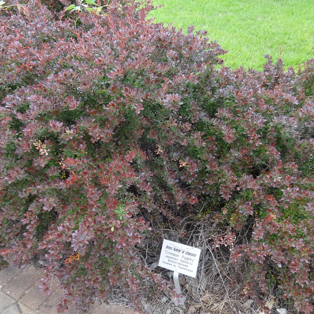 Berberis thunb. 'Atropurpurea'. 30-50 1/1 RN