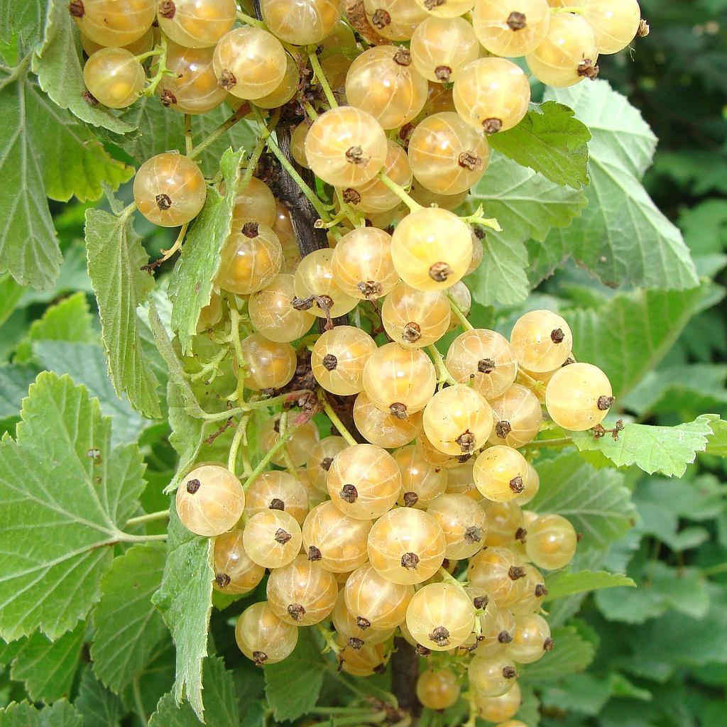 Groseiller à grappes blanches3-4 branches  Versaillaise Blanche RN