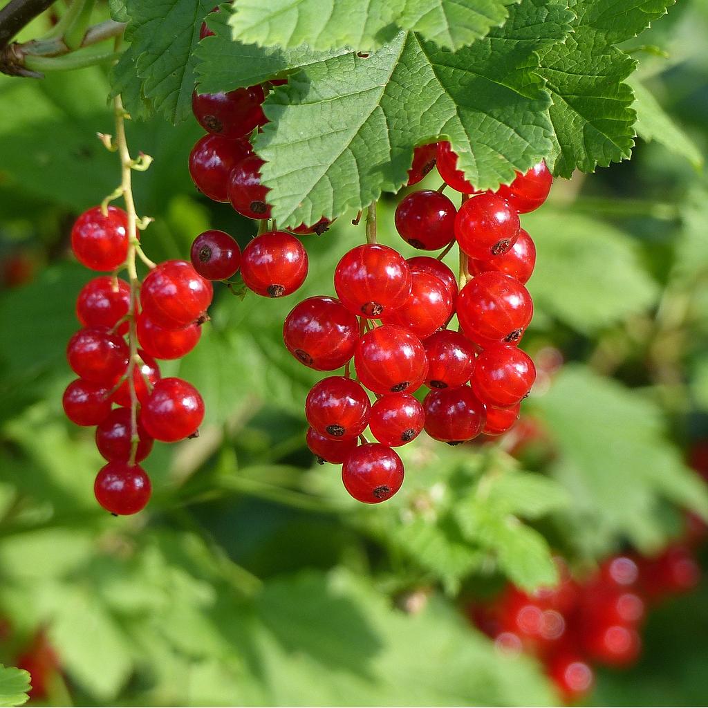 Groseiller à grappes rouges3-4 branches  Jonkheer van Tets RN