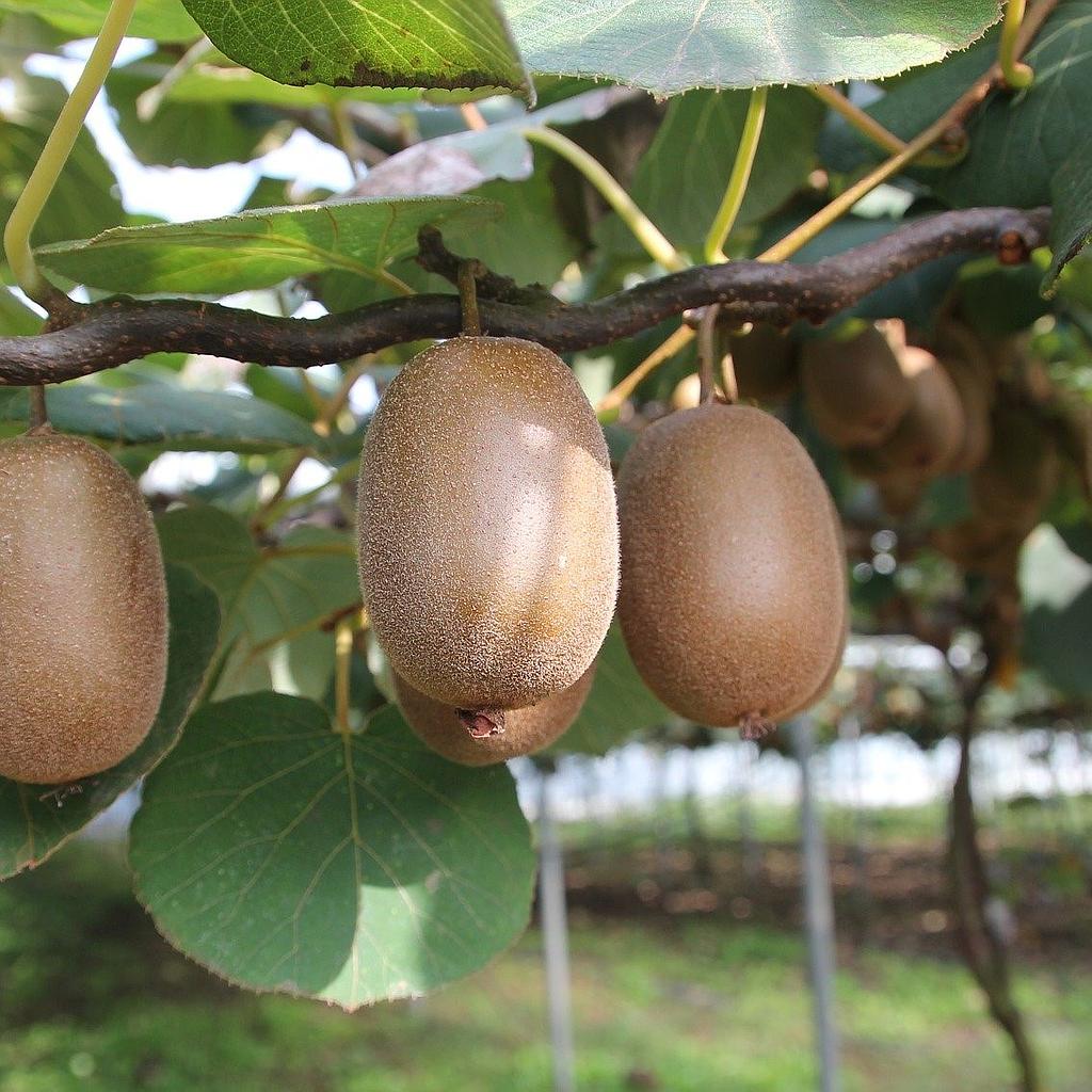 Kiwi - Actinidia40-60  Jenny 2 L