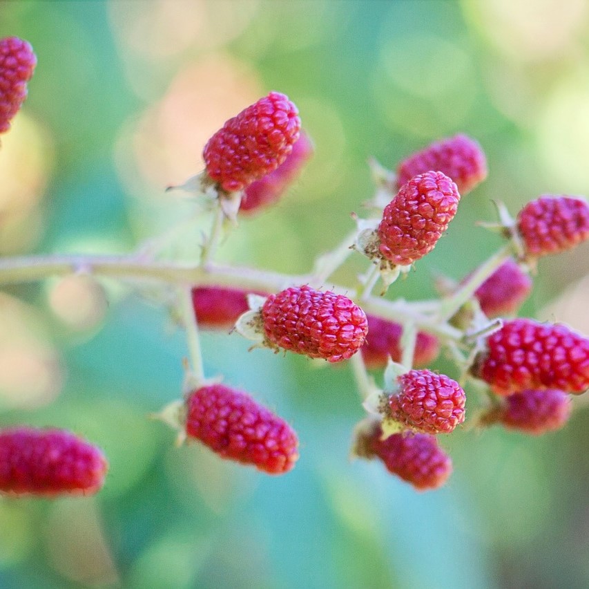 Mûrier40-60  Tayberry 2 L