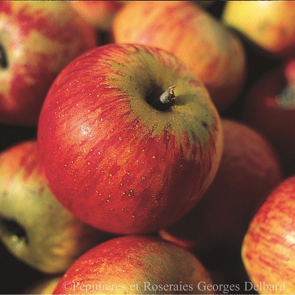 Pommier palissé U double  Reine des Reinettes RN