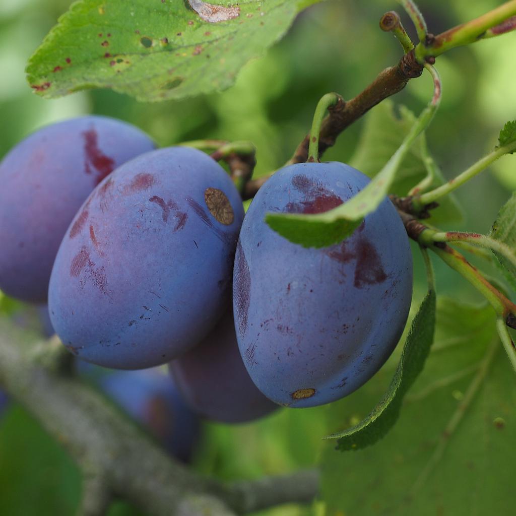 Prunier basse-tige 2 ans  Altesse simple  (= Prune de Namur = Quetsche d'Alsace) RN