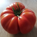 Tomate Couille de taureau (semence)