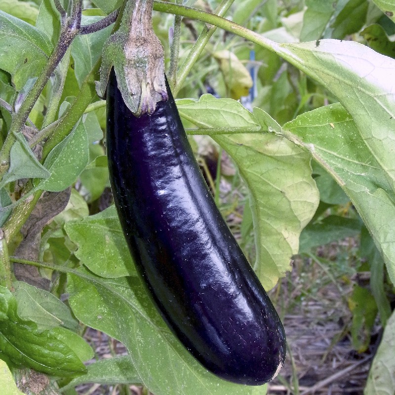 Aubergine Melonga (semence)