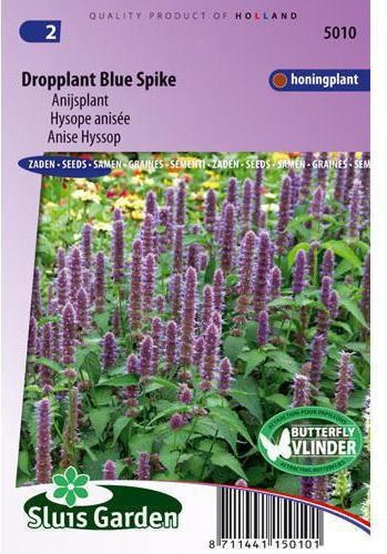 Agastache foeniculum (Semences)