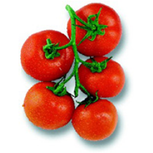 Tomate   grappe Premio F1

 Plant en pot de 9x9x10 cm