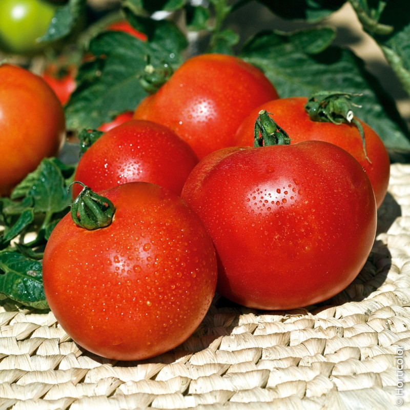 Tomate Paola F1

 Plant en pot de 9x9x10 cm