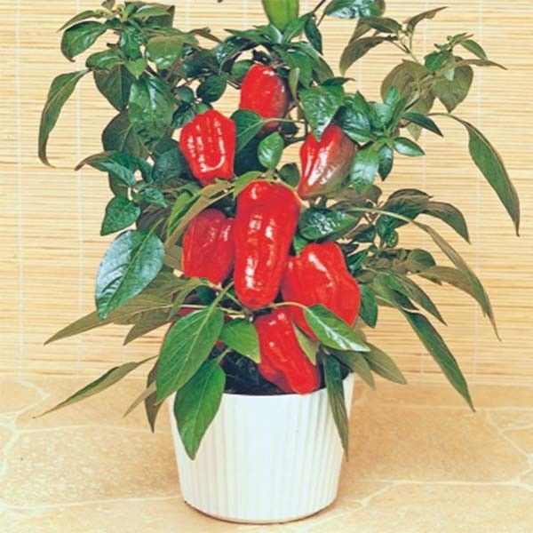 Poivron mini Redskin

 Plant en pot de 9x9x10 cm