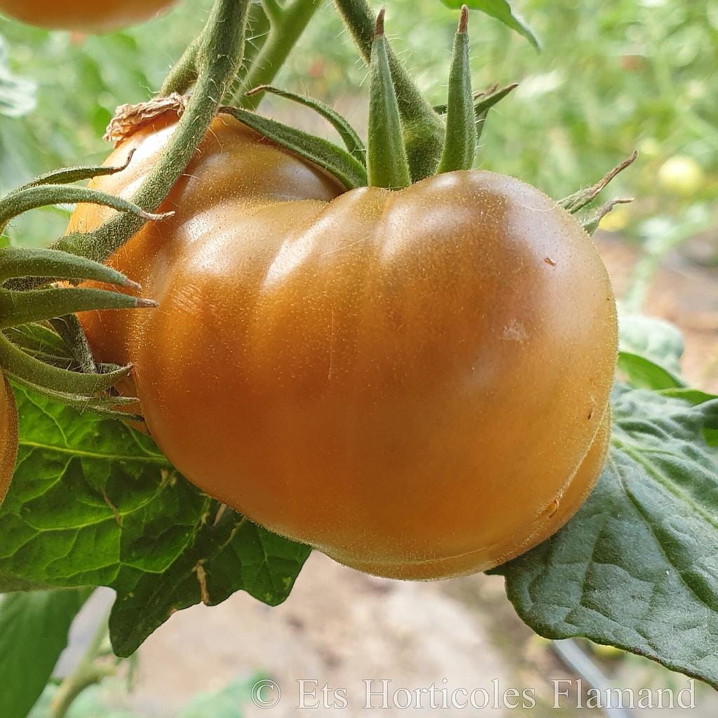 Tomate  jaune Uluru Ochre

 Plant en pot de 8X8 cm