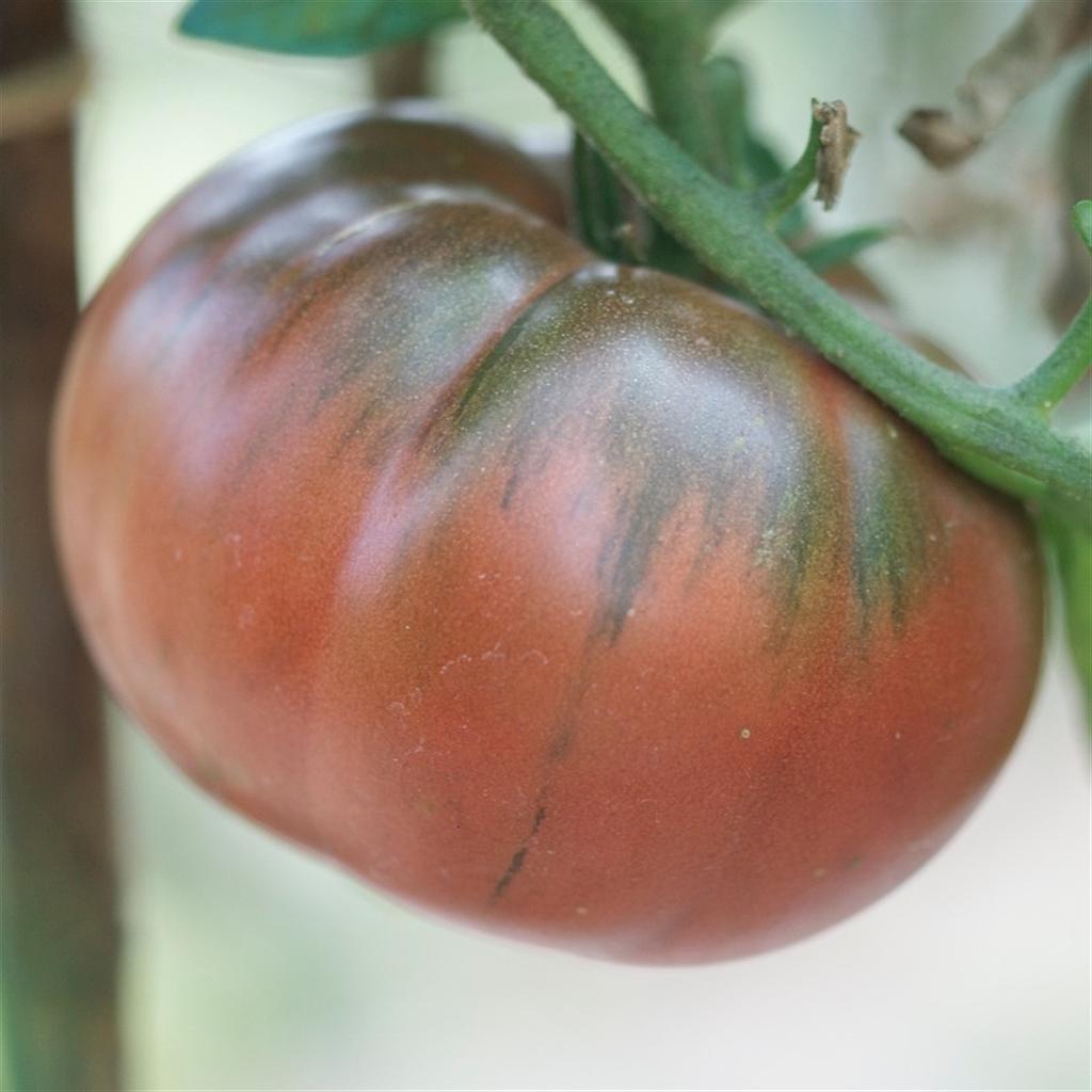 Tomate  noire de Tula

 Plant en pot de 8X8 cm