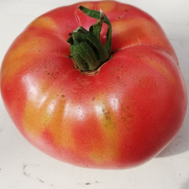 Tomate Belgiam

 Plant en pot de 8X8 cm